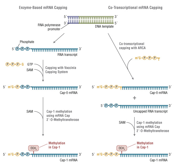 mRNA 3’ capping