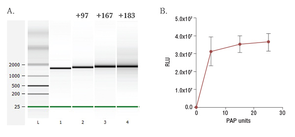 enzymatic A-tailing luciferase reporter