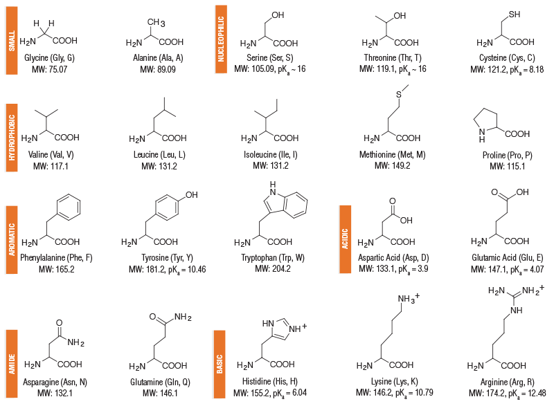 20 Amino Acid Structures Chart