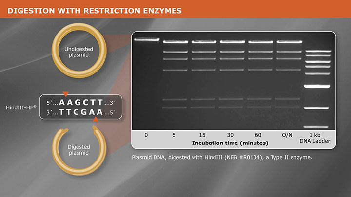 Neb Restriction Enzyme Chart