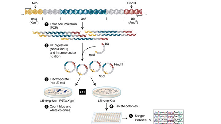 what is pcr