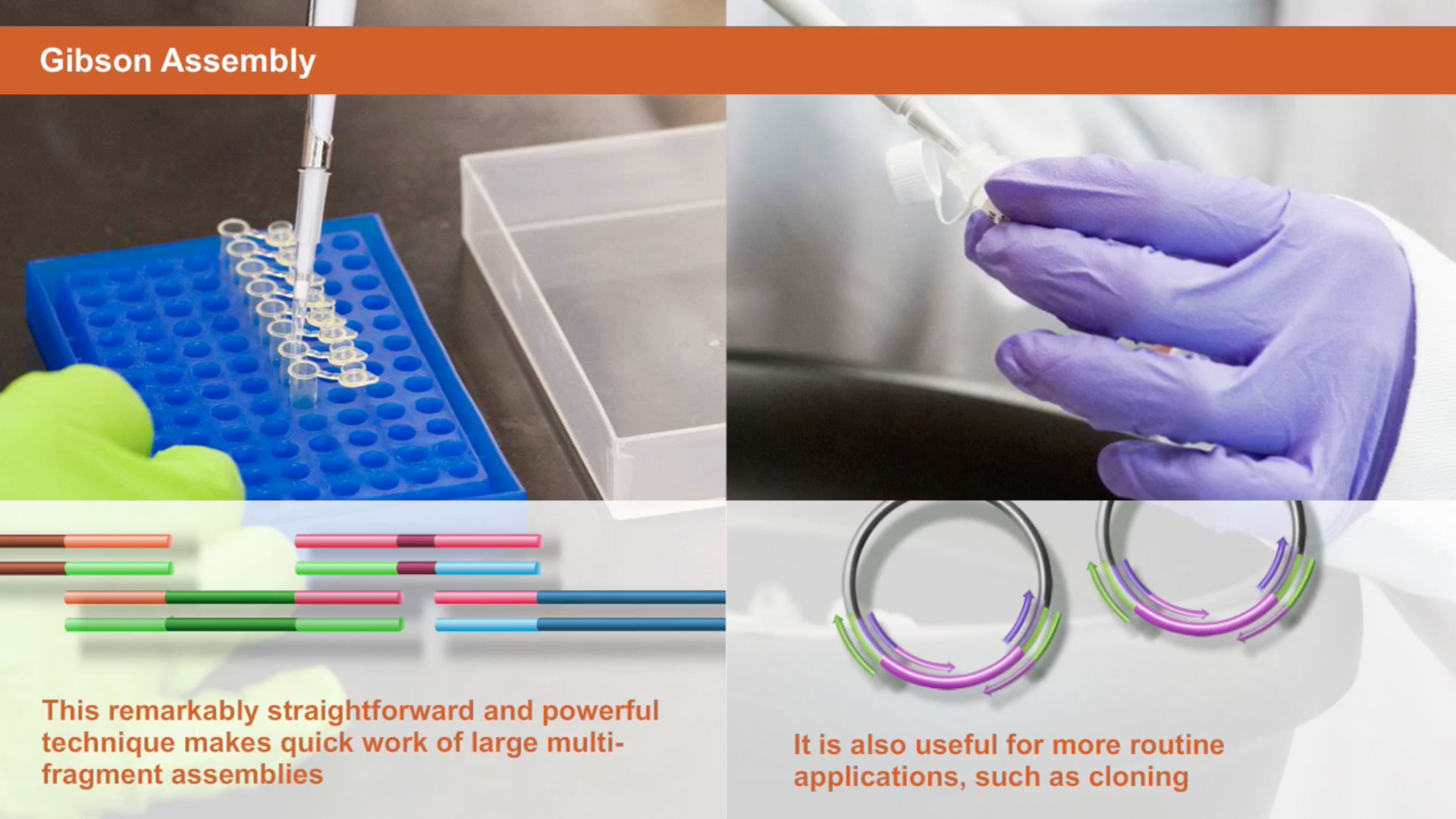 Gibson Assembly® Cloning Kit NEB