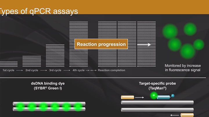 Qpcr Rt Qpcr Neb