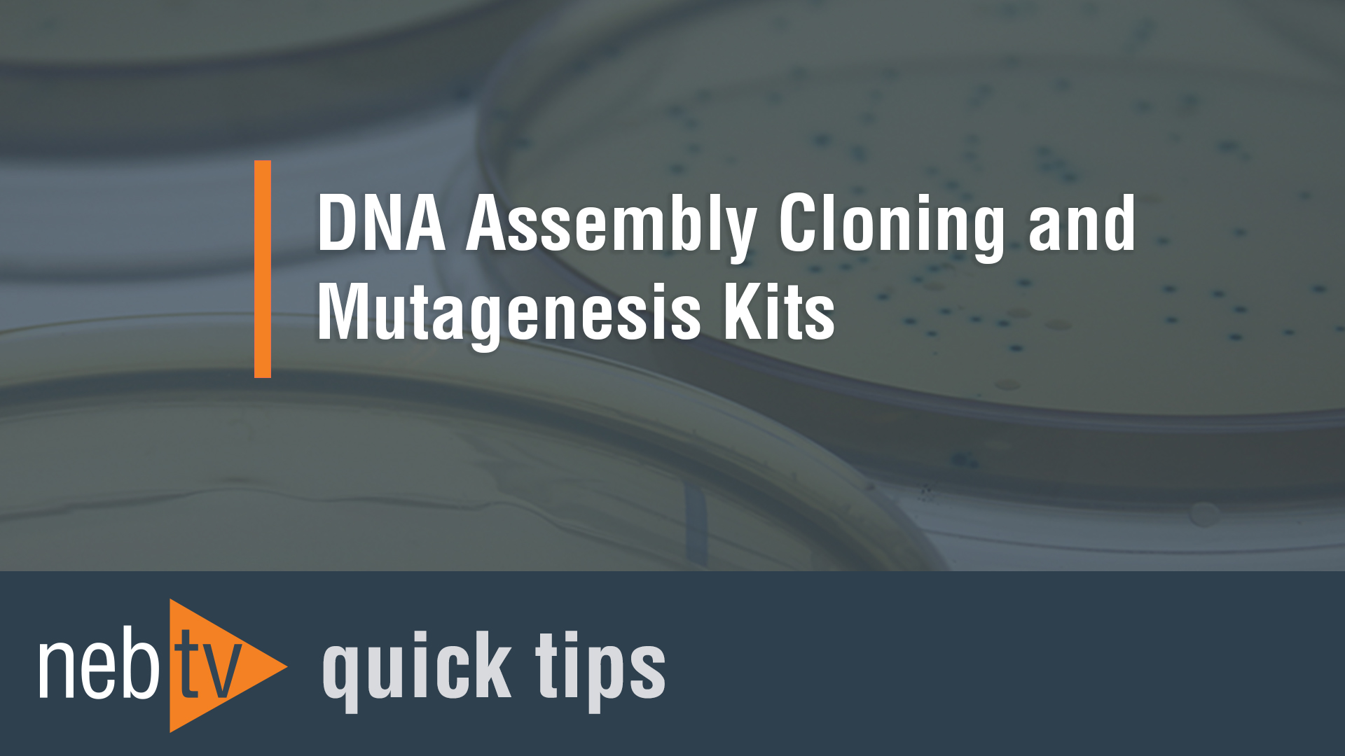 Q5 Site Directed Mutagenesis Kit Neb