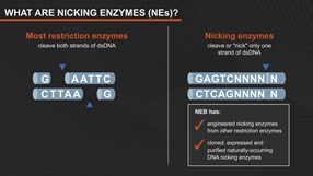 Nicking Endonucleases (Nicking Enzymes)