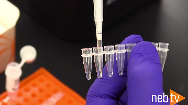Site Directed Mutagenesis Neb