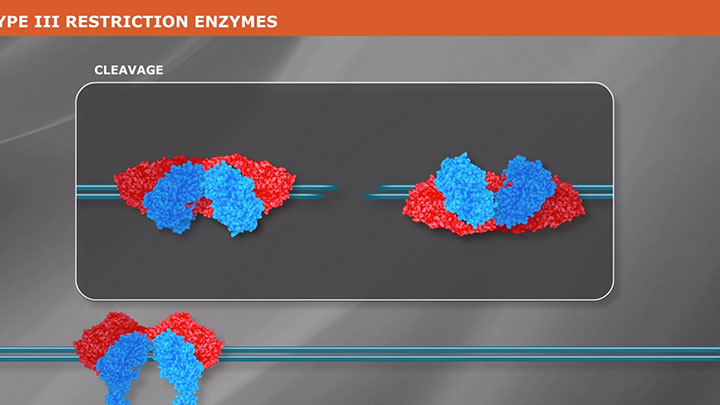 restriction endonucleases neb