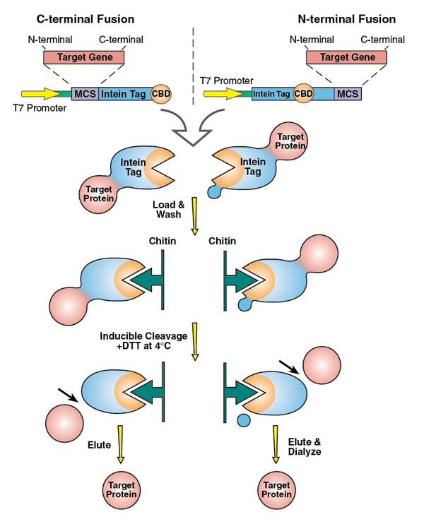 Peptide Ligation | NEB