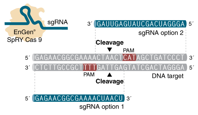 How do I design a single guide RNA for use with EnGen SpRY Cas9? | NEB