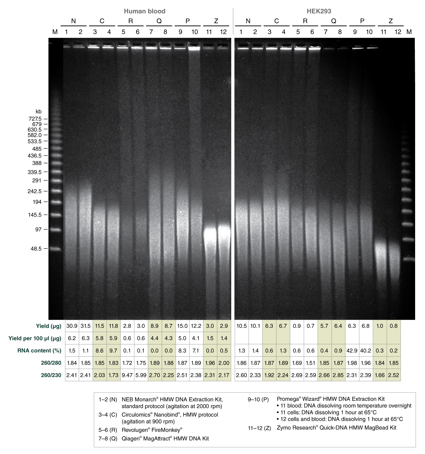 High Molecular Weight DNA Extraction NEB