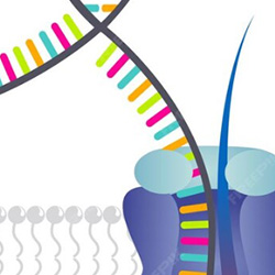 Trachman Lab | NEB