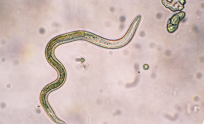 parasitology_research_thumb