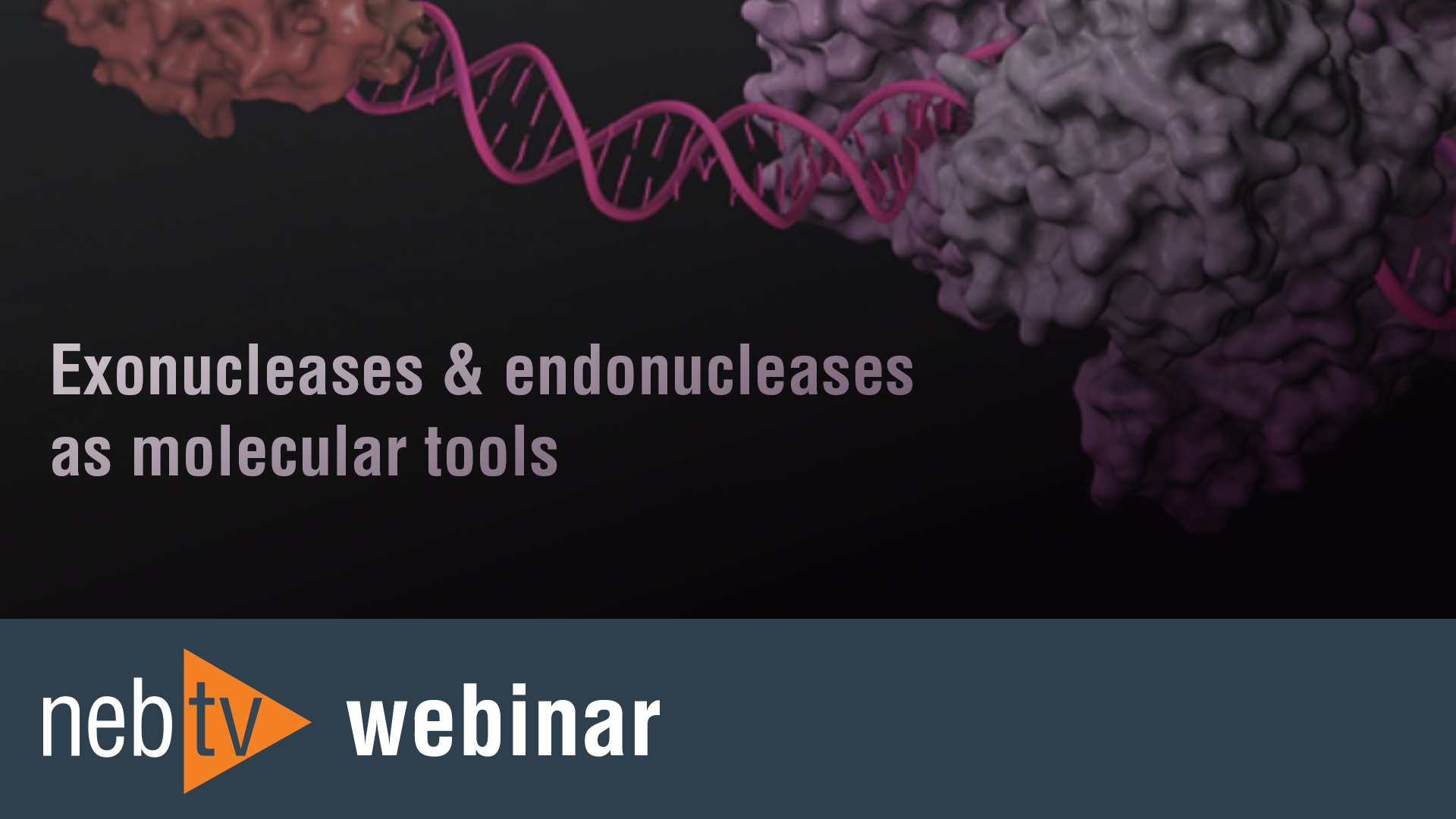 DNA Repair Enzymes and Structure-specific Endonucleases | NEB
