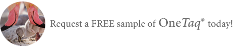 Taq PCR Kit | NEB