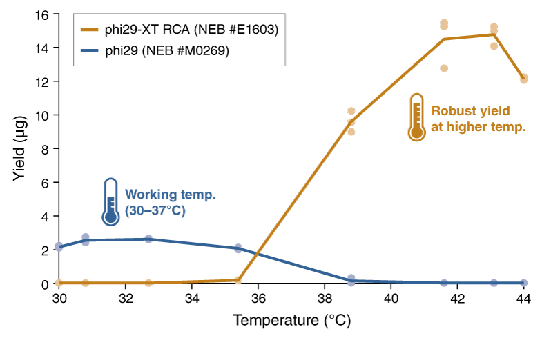 phi29-XT RCA Kit | NEB