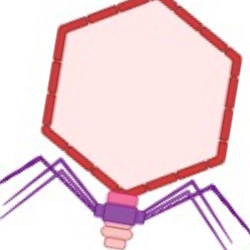 Lohman Lab | NEB
