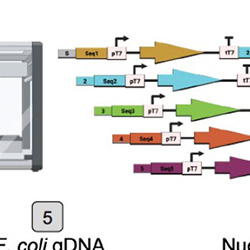 Saleh Lab | NEB