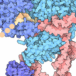 Trachman Lab | NEB