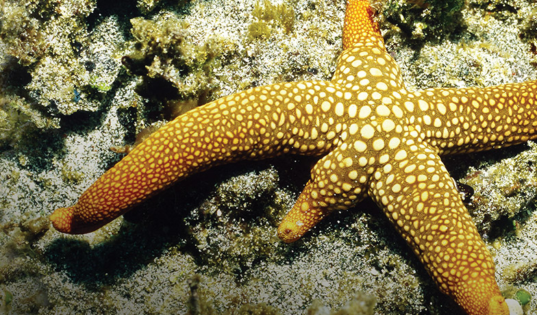 Photo of a seas star