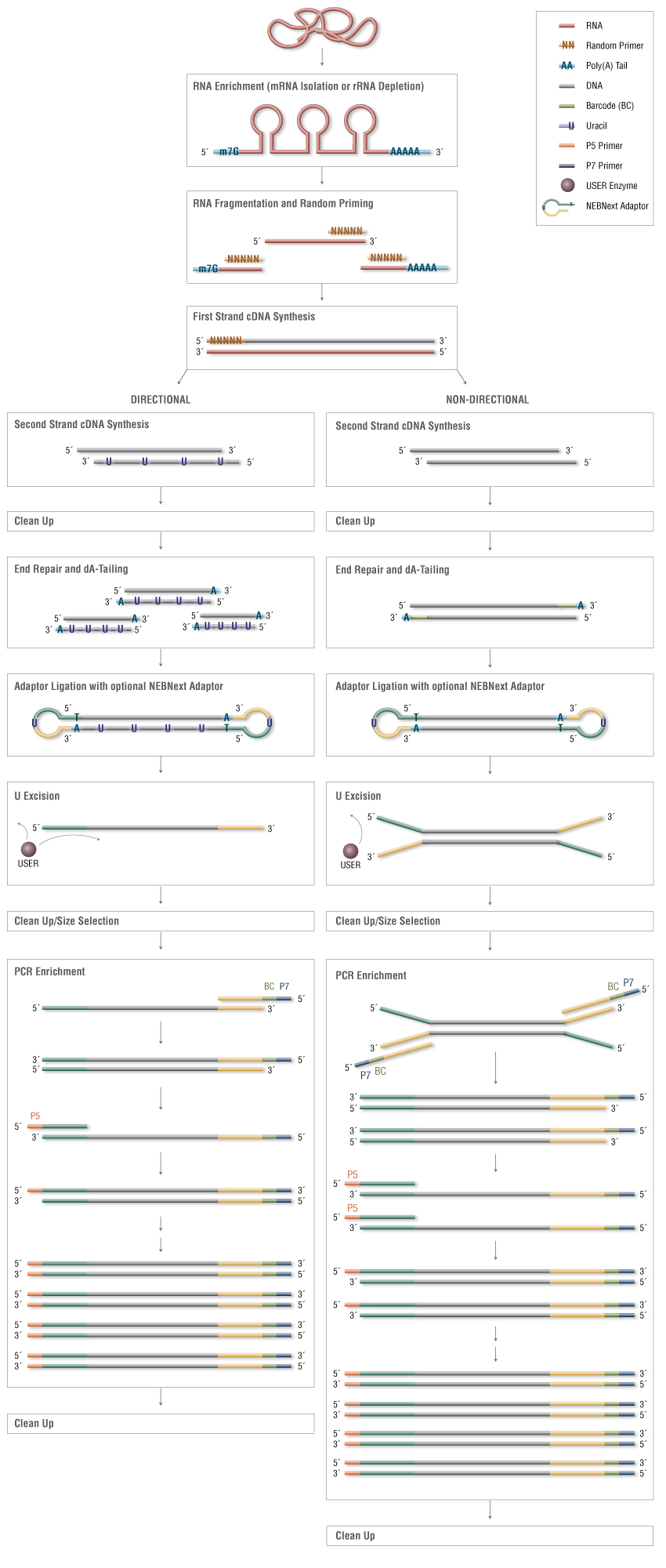 MRNA Library Preparation | NEB