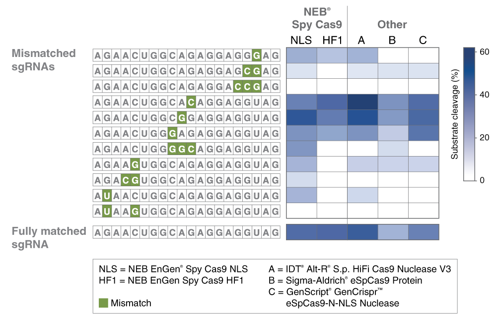 EnGen® Spy Cas9 HF1 NEB