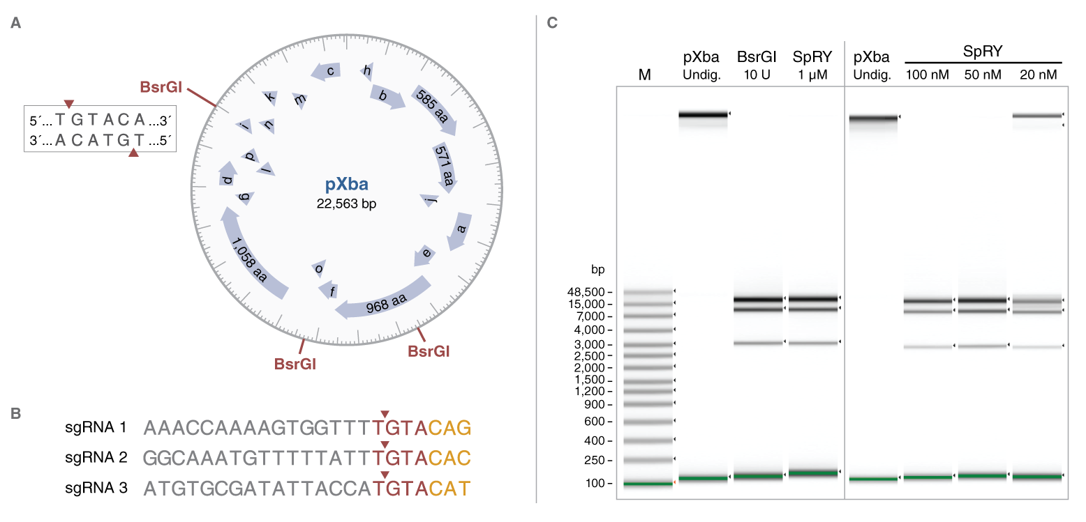 EnGen® SpRY Cas9 | NEB