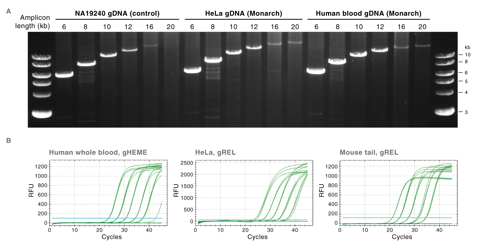 Monarch® Genomic DNA Purification Kit NEB