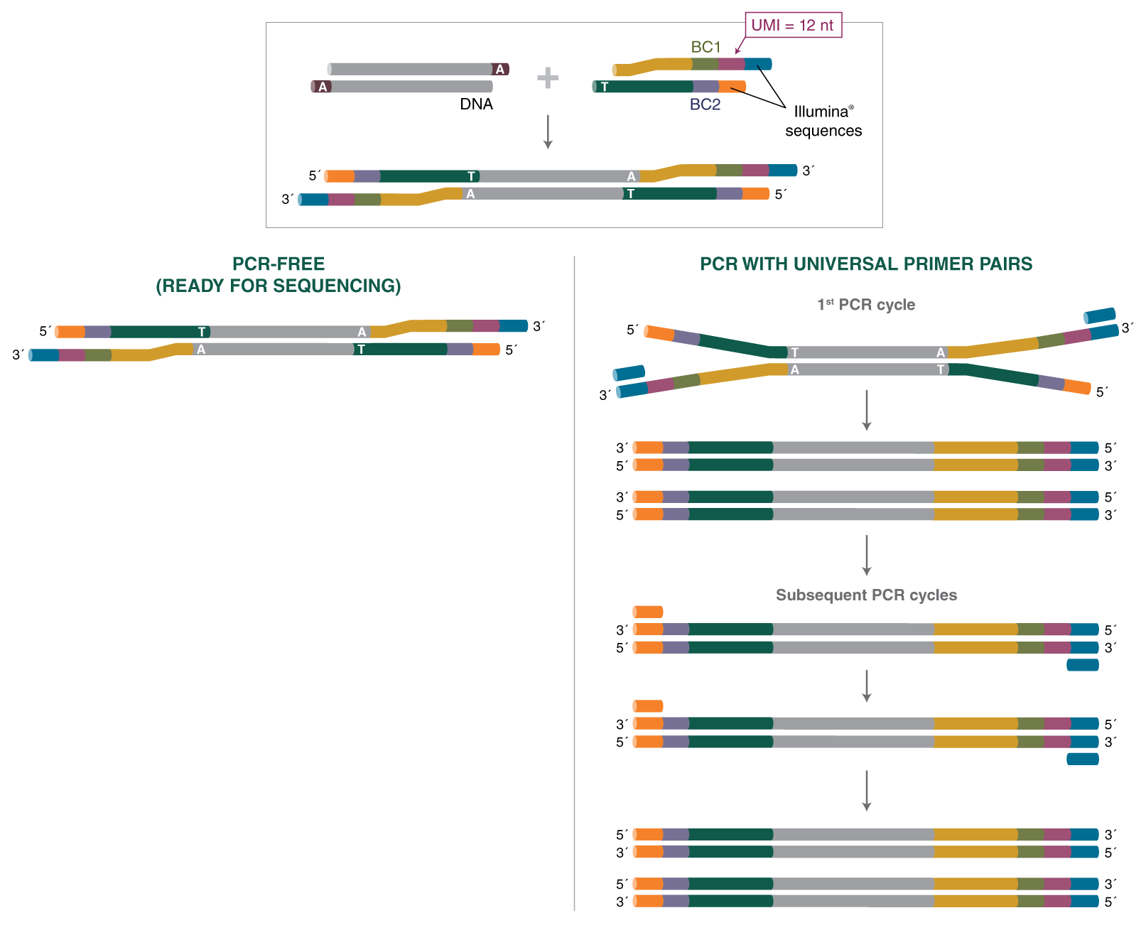 NEBNext® Multiplex Oligos for Illumina® (Unique Dual Index UMI Adaptors