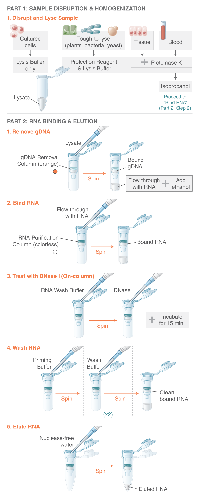 Monarch Total RNA Miniprep Kit (NEB T2010) NEB