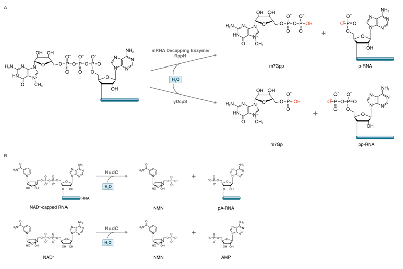 mRNA Decapping Selection Chart | NEB