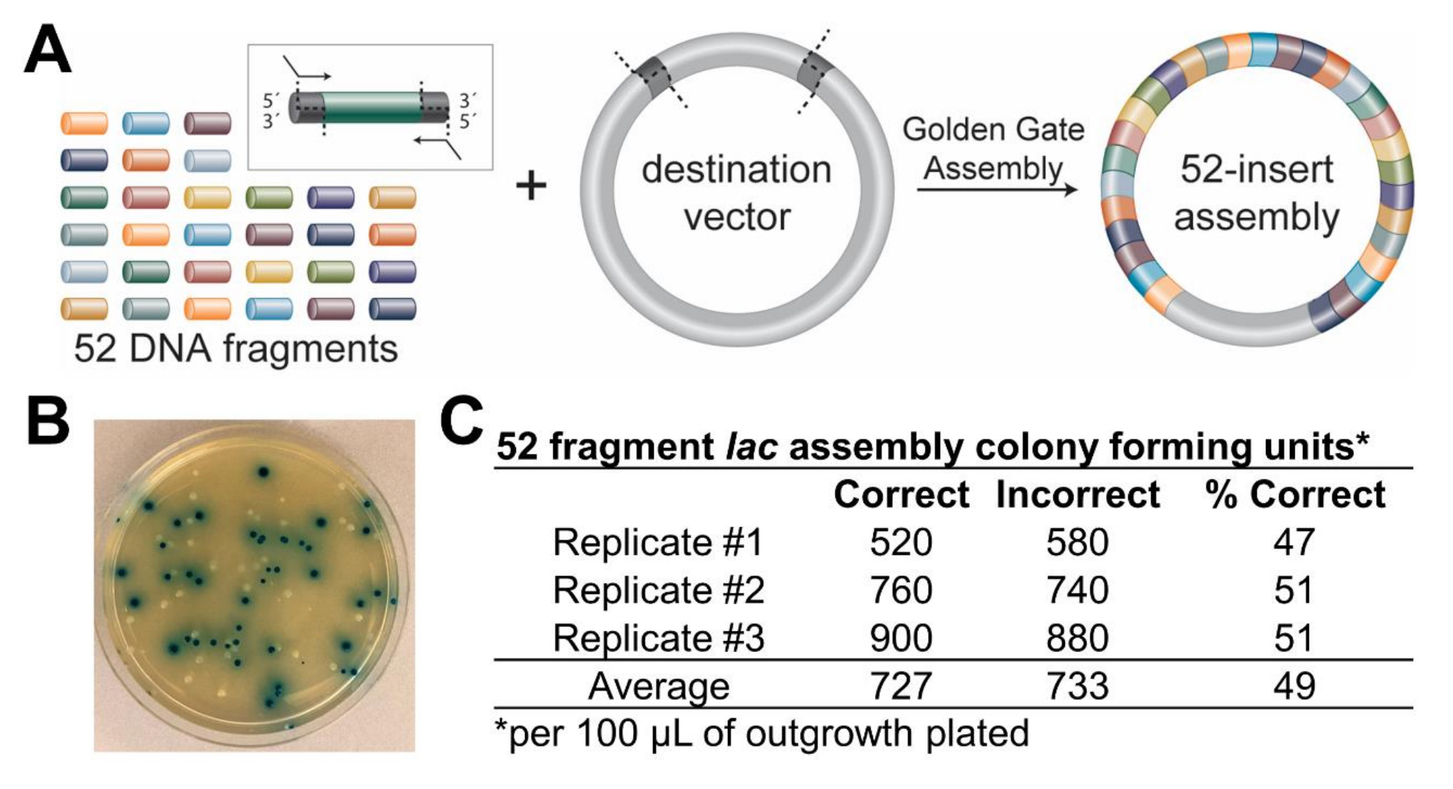 NEBridge® Golden Gate Assembly NEB