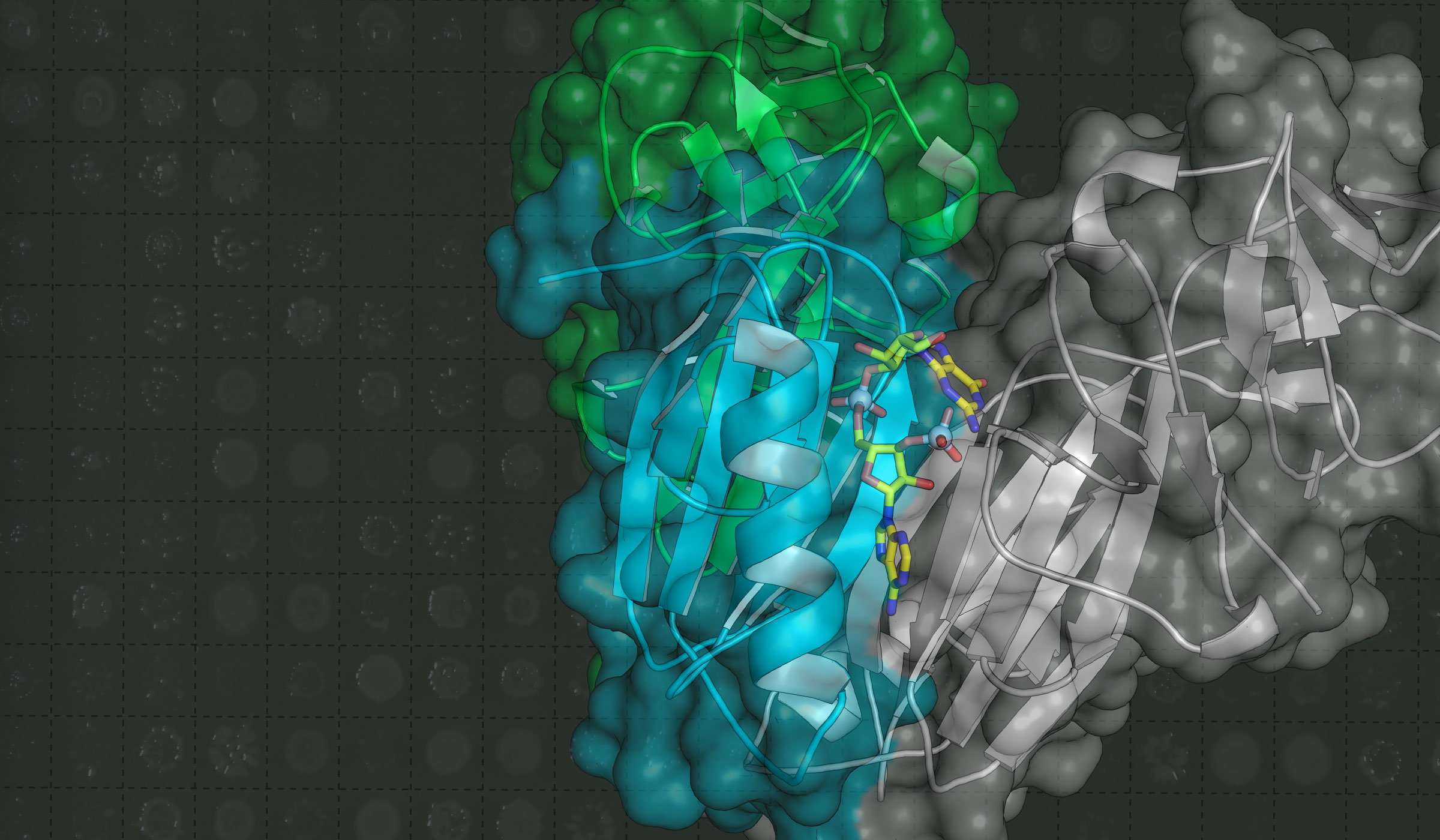 Eaglesham Lab | NEB
