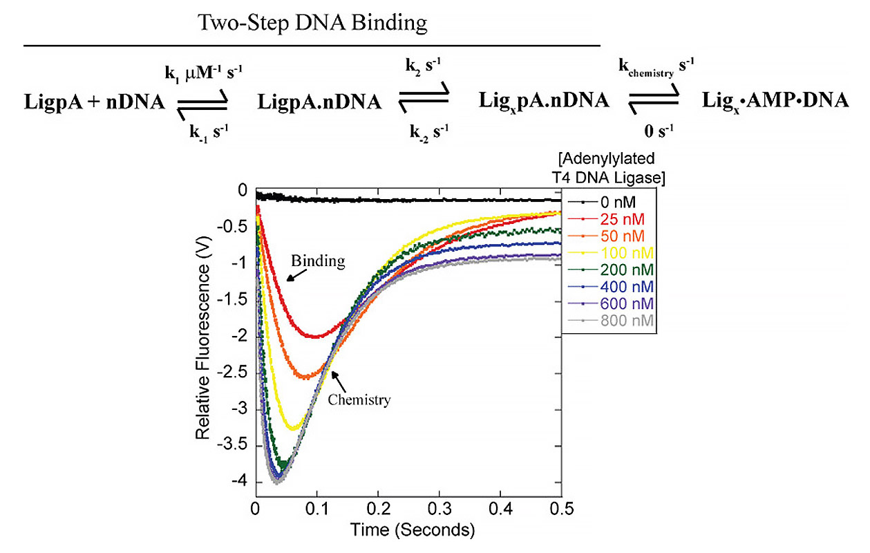 Lohman Lab | NEB