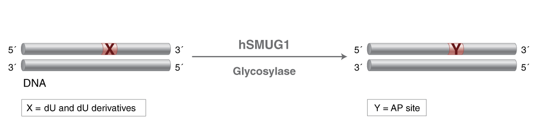 Activities of DNA Repair Enzymes and Structure-specific Endonucleases | NEB