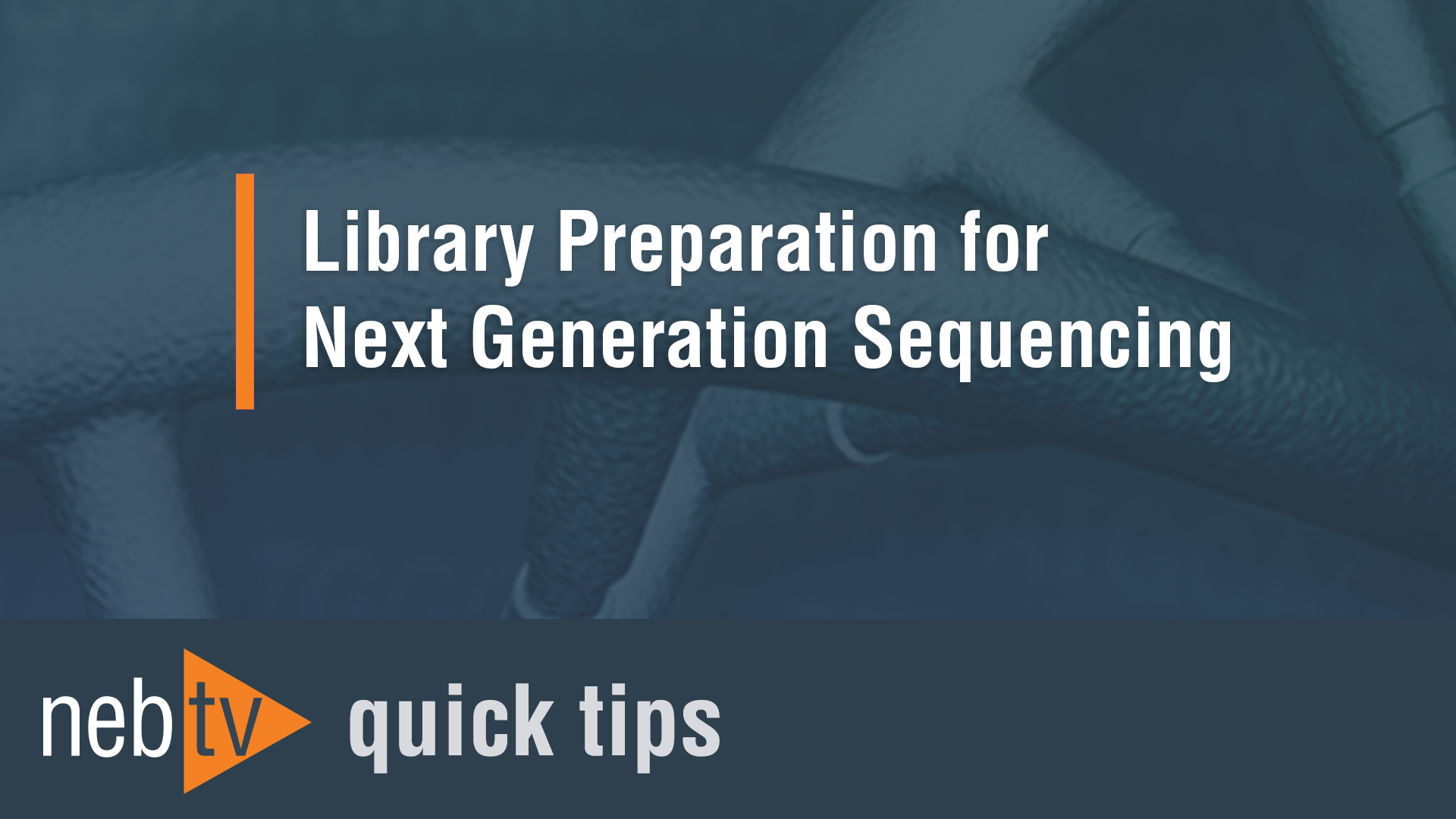 Quick Tip Adding the lysis buffer for the PCR in the NEBNext RNA