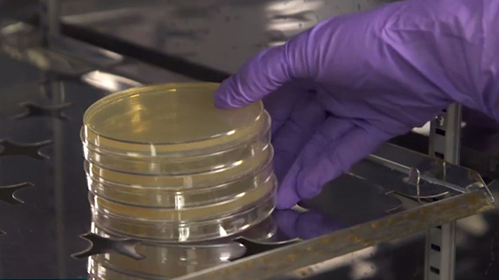 BL21(DE3) Competent E. coli | NEB