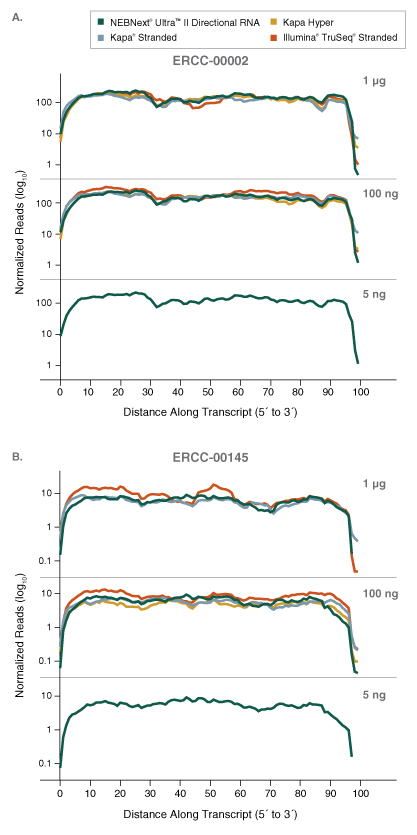 Dir_RNA_Transcript_Figure8