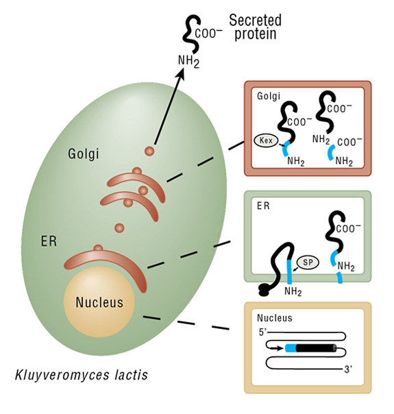 Recombinant Protein Production in Yeast: Methods and