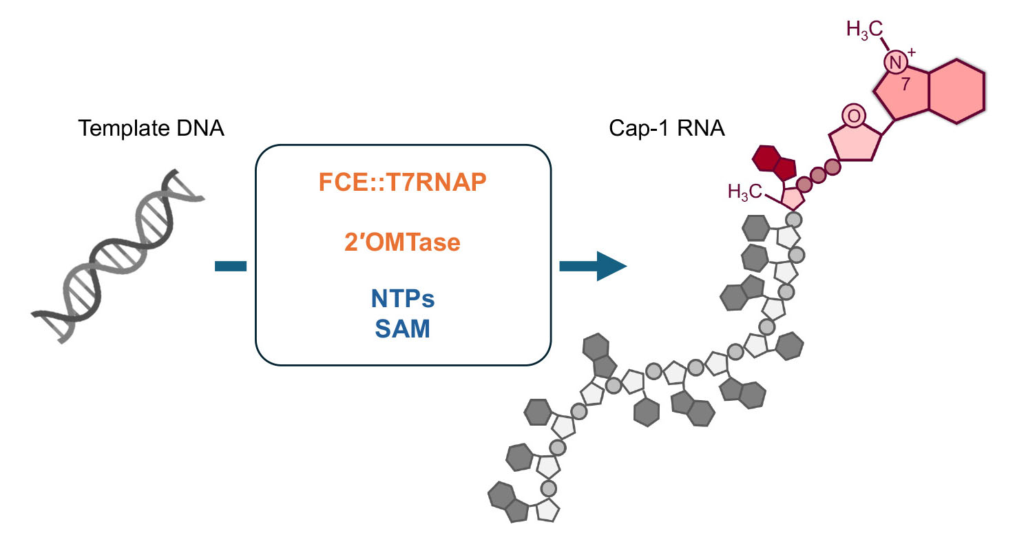 Chan Lab | NEB