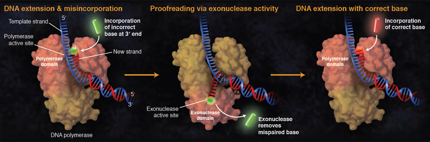 Polymerase Fidelity: What is it, and what does it mean for your PCR? | NEB