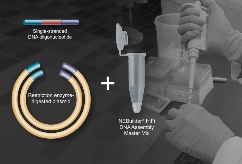 Standard Library Reagent Reagents For the Life Sciences Industry | NEB