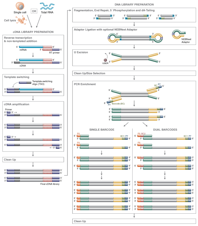 NEBNext® Single Cell/Low Input RNA Library Prep Kit for Illumina® NEB