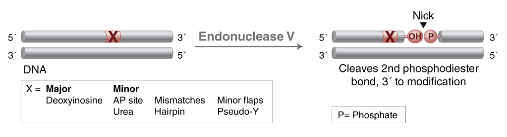 Activities of DNA Repair Enzymes and Structure-specific Endonucleases | NEB
