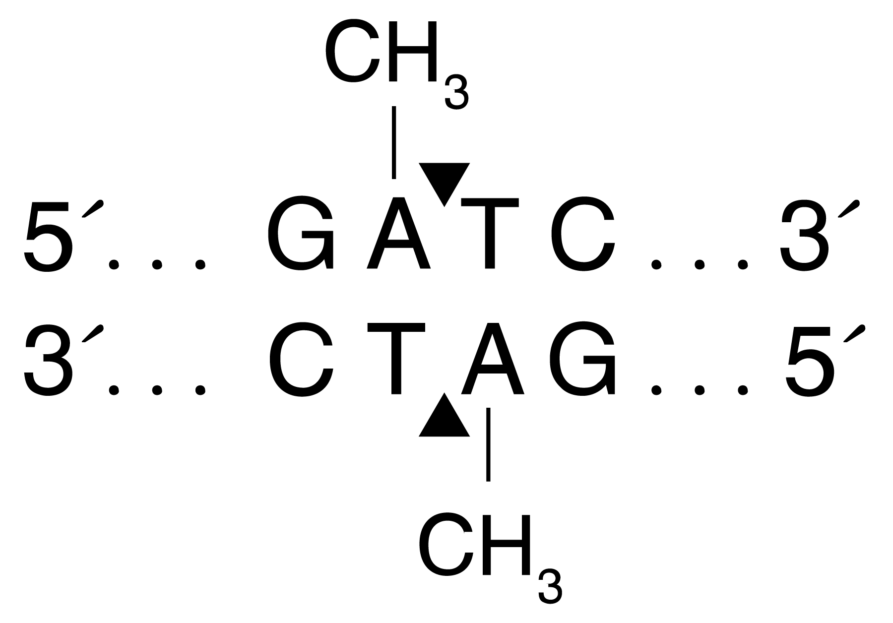 R0176 Cutsite Image