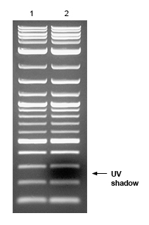 N0550_DNALadder_UVcomparison