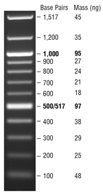 100 bp DNA Ladder visualized by ethidium bromide staining