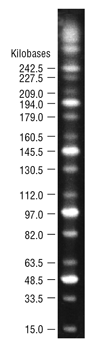 N3551_thumb