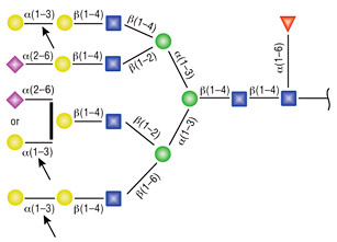 Figure 1: Detailed specificity of α1-3, 6 Galactosidase