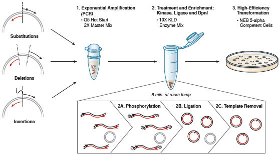 Figure 2: Q5 Site-Directed Mutagenesis Kit Overview. 
