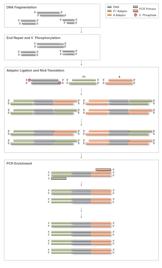 DNA Library Preparation Workflow for Ion Torrent